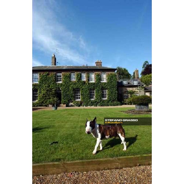 Tyke at Bedford House Newmarket 8th july 2004 ph. Stefano Grasso