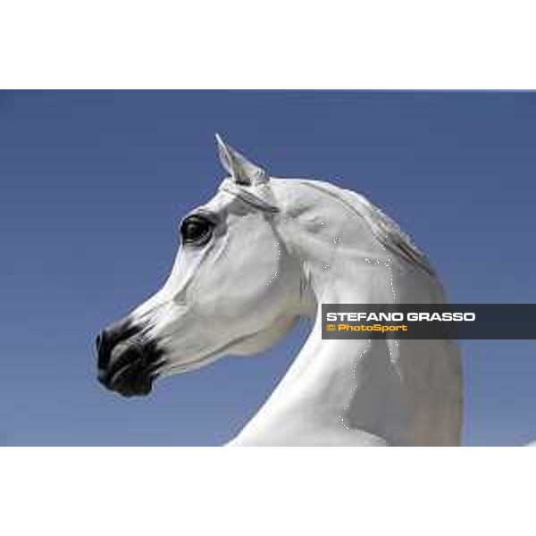 CHI of Al Shaqab - Mix, details - Doha, Al Shaqab - 27 February 2020 - ph.Frank Sorge/CHI Al Shaqab