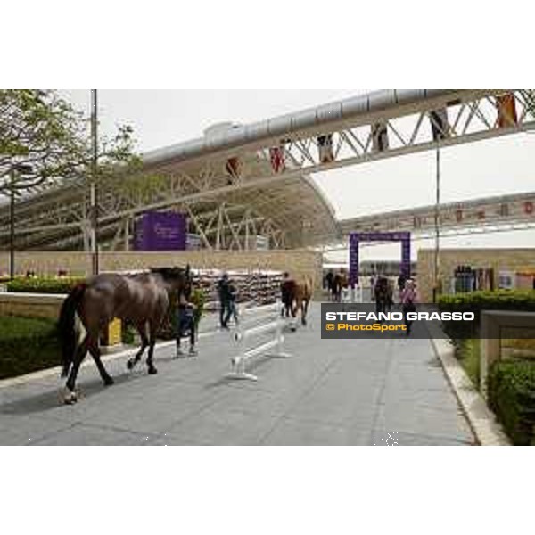 Vet check 5* Show Jumping Commercial Bank CHI Al Shaqab presented by Longines - ph.Stefano Grasso/Al Shaqab