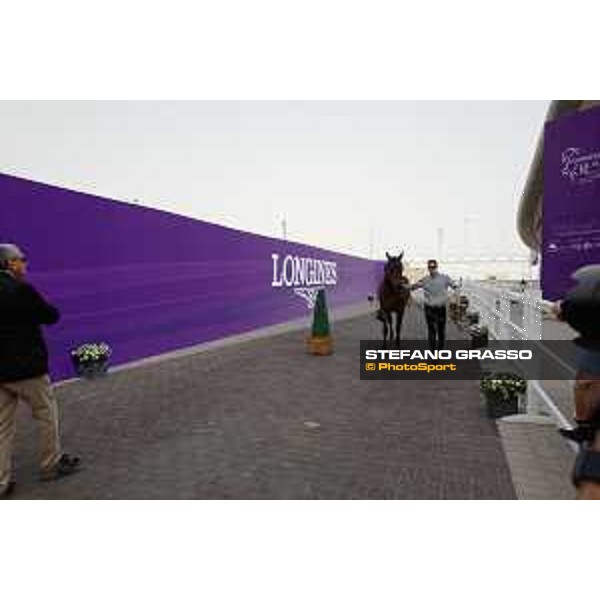 Vet check 5* Show Jumping Commercial Bank CHI Al Shaqab presented by Longines - ph.Stefano Grasso/Al Shaqab