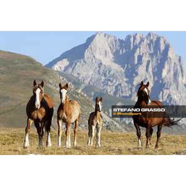 Early morning with cavallo agricolo italiano da tiro pesante rapido at Campo Imperatore - Parco Nazionale del Gran Sasso e Monti della Laga. 13th august 2020 Ph.Stefano Grasso