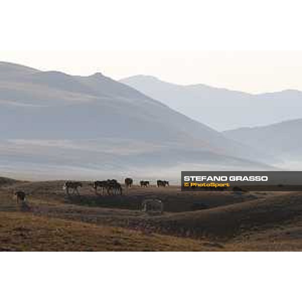 Early morning with cavallo agricolo italiano da tiro pesante rapido at Campo Imperatore - Parco Nazionale del Gran Sasso e Monti della Laga. 13th august 2020 Ph.Stefano Grasso