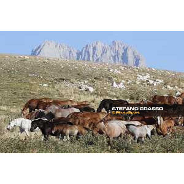 Early morning with cavallo agricolo italiano da tiro pesante rapido at Campo Imperatore - Parco Nazionale del Gran Sasso e Monti della Laga. 13th august 2020 Ph.Stefano Grasso