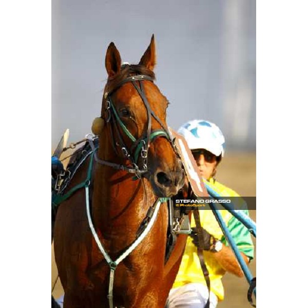 a close up for Mind Wise As after winning the Premio avv. Carlo Marangoni - Mem. Fabio Jegher Torino, 13th sept. 2009 ph. Stefano Grasso