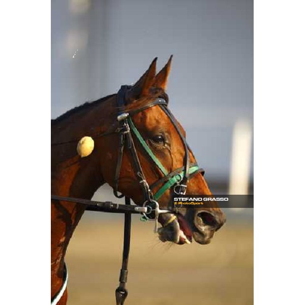 a close up for Mind Wise As after winning the Premio avv. Carlo Marangoni - Mem. Fabio Jegher Torino, 13th sept. 2009 ph. Stefano Grasso