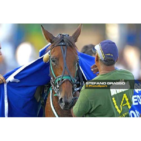 a close up for Mind Wise As after winning the Premio avv. Carlo Marangoni - Mem. Fabio Jegher Torino, 13th sept. 2009 ph. Stefano Grasso