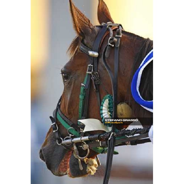 a close up for Mind Wise As returning back to the stable after winning the Premio avv. Carlo Marangoni - Mem. Fabio Jegher Torino, 13th sept. 2009 ph. Stefano Grasso