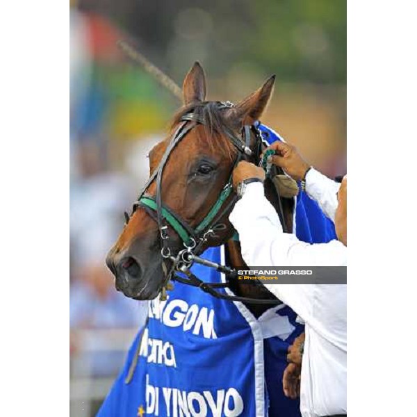 a close up for Mind Wise As after winning the Premio avv. Carlo Marangoni - Mem. Fabio Jegher Torino, 13th sept. 2009 ph. Stefano Grasso
