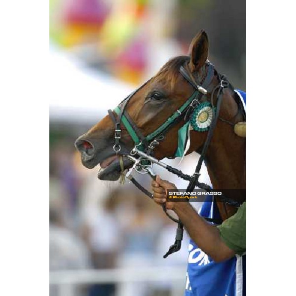 a close up for Mind Wise As after winning the Premio avv. Carlo Marangoni - Mem. Fabio Jegher Torino, 13th sept. 2009 ph. Stefano Grasso