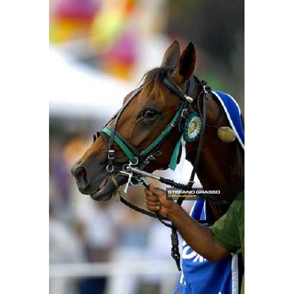 a close up for Mind Wise As after winning the Premio avv. Carlo Marangoni - Mem. Fabio Jegher Torino, 13th sept. 2009 ph. Stefano Grasso