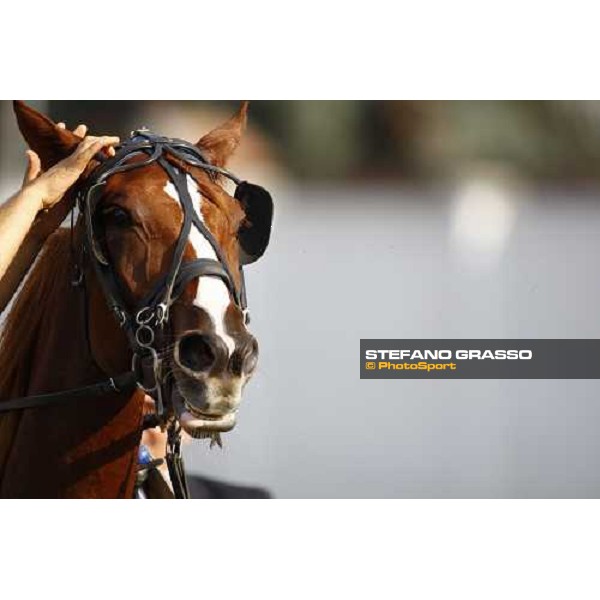 a close up for Melania SF winner of the Premio avv. Carlo Marangoni - Filly Torino, 13th sept. 2009 ph. Stefano Grasso