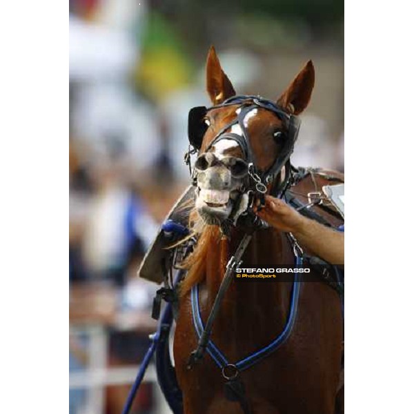 Melania SF winner of the Premio avv. Carlo Marangoni - Filly Torino, 13th sept. 2009 ph. Stefano Grasso