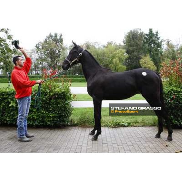 Open Mind Bi sold at 200.000 Euro I.T.S. yearlings sales Busto Arsizio (VA), 16th sept. 2009 ph. Stefano Grasso