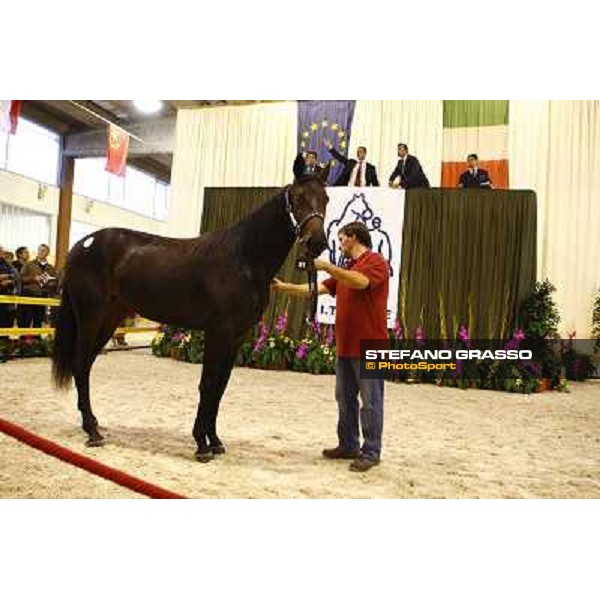 Own Wise As sold at 150.000 euro I.T.S. yearlings sales Busto Arsizio (VA), 16th sep. 2009 ph. Stefano Grasso