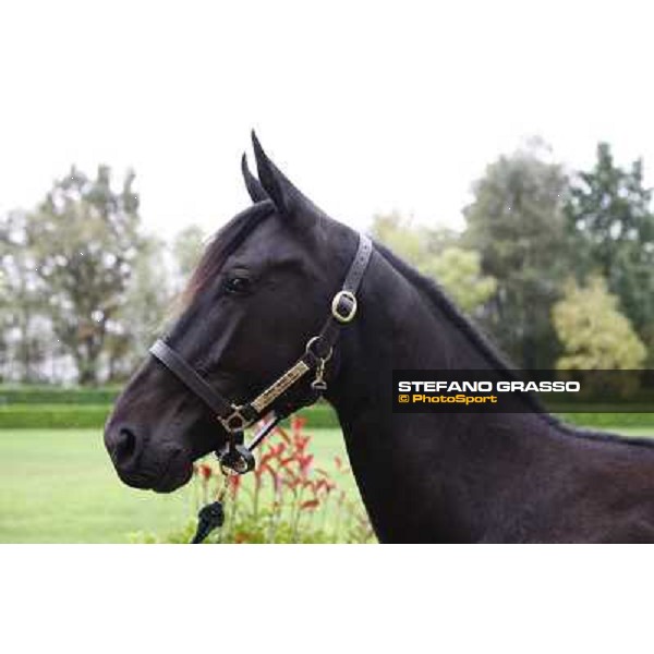 a close up for Open Mind Bi sold at 200.000 Euro I.T.S. yearlings sales Busto Arsizio (VA), 16th sept. 2009 ph. Stefano Grasso