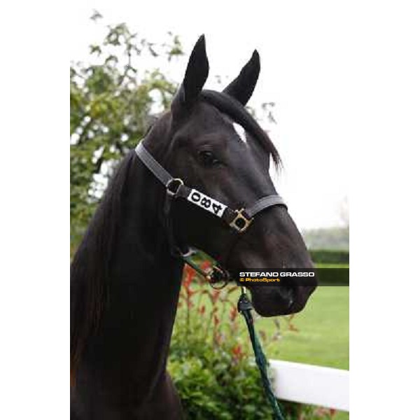 a close up for Open Mind Bi sold at 200.000 Euro I.T.S. yearlings sales Busto Arsizio (VA), 16th sept. 2009 ph. Stefano Grasso