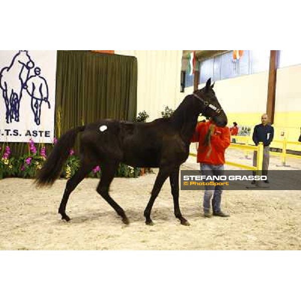 Open Mind Bi sold at 200.000 Euro I.T.S. yearlings sales Busto Arsizio (VA), 16th sept. 2009 ph. Stefano Grasso
