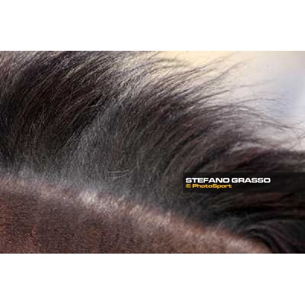 portraits and emotions from the Italian showjumping championship La Bagnaia, 17th sept. 2009 ph. Stefano Grasso