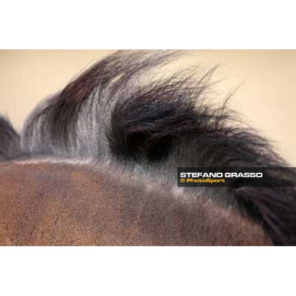 portraits and emotions from the Italian showjumping championship La Bagnaia, 17th sept. 2009 ph. Stefano Grasso