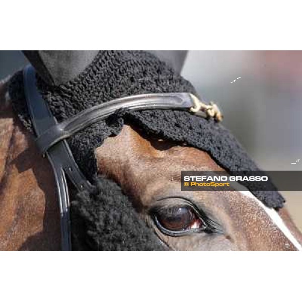 portraits and emotions from the Italian showjumping championship La Bagnaia, 17th sept. 2009 ph. Stefano Grasso