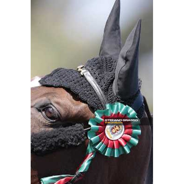 a close up for Snai Seldana di Campalto after the 1st round of Italian show jumping championship La Bagnaia, 17th sept. 2009 ph. Stefano Grasso