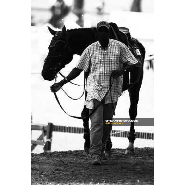 a horse preparing for his round at Italian show jumping championship La Bagnaia, 18th sept. 2009 ph. Stefano Grasso