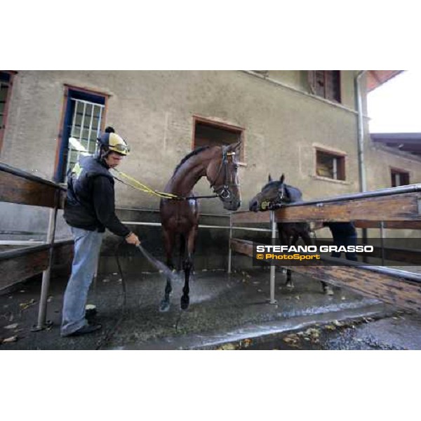 a shower by Raffaele Romano to Sharstar after morning works Merano Maia, 24th sept. 2009 ph. Stefano Grasso