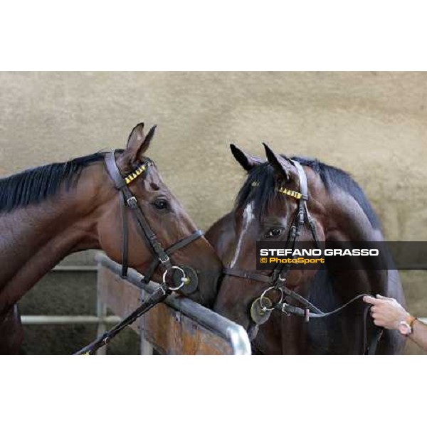 Sharstar with a friend after morning works at Borgo Andreina Merano Maia, 24th sept. 2009 ph. Stefano Grasso
