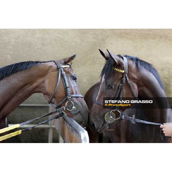 at left Sharstar with a friend after morning works at Borgo Andreina Merano Maia, 24th sept. 2009 ph. Stefano Grasso
