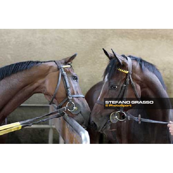 Sharstar with a friend after morning works at Borgo Andreina Merano Maia, 24th sept. 2009 ph. Stefano Grasso