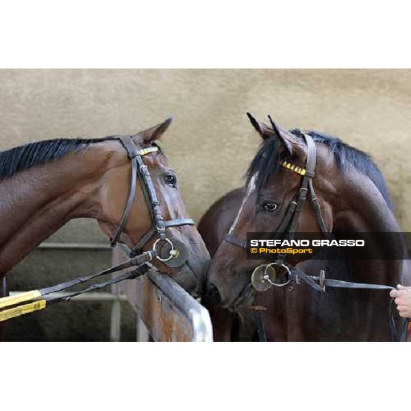 Sharstar with a friend after morning works at Borgo Andreina Merano Maia, 24th sept. 2009 ph. Stefano Grasso