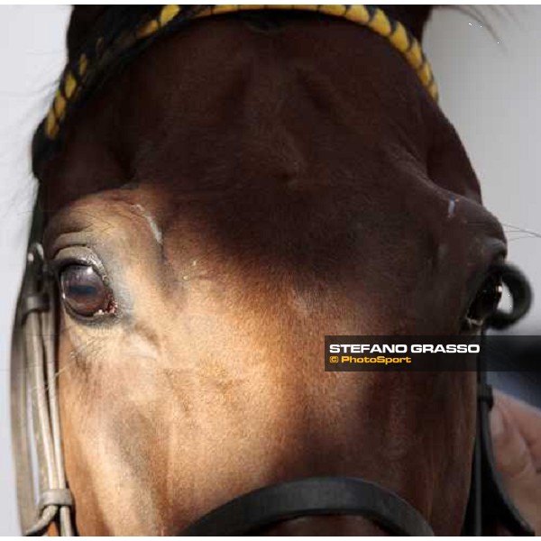a very close up for Sharstar after morning works at Borgo Andreina Merano Maia, 24th sept. 2009 ph. Stefano Grasso