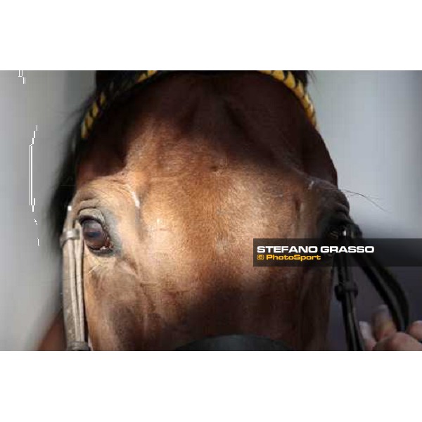 a very close up for Sharstar after morning works at Borgo Andreina Merano Maia, 24th sept. 2009 ph. Stefano Grasso
