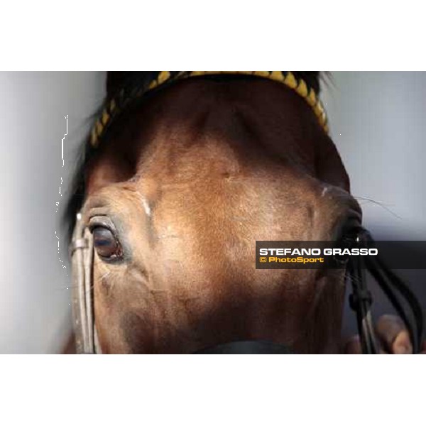 a very close up for Sharstar after morning works at Borgo Andreina Merano Maia, 24th sept. 2009 ph. Stefano Grasso