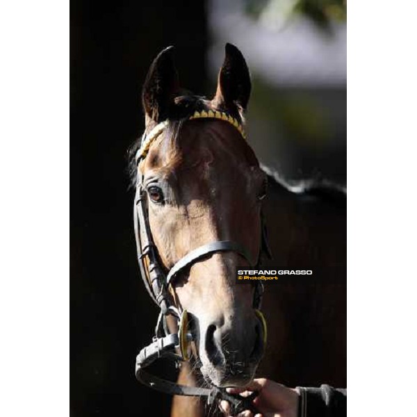 a close up for Sharstar after morning works at Borgo Andreina Merano Maia, 24th sept. 2009 ph. Stefano Grasso