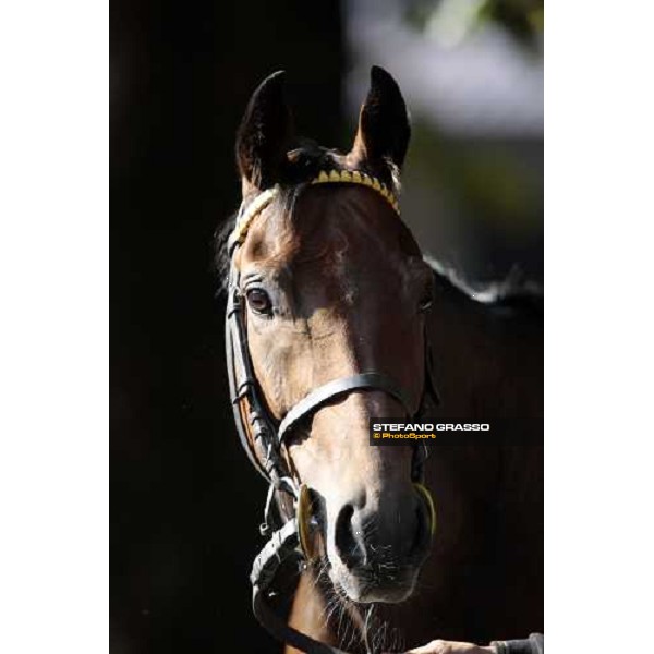 a close up for Sharstar after morning works at Borgo Andreina Merano Maia, 24th sept. 2009 ph. Stefano Grasso