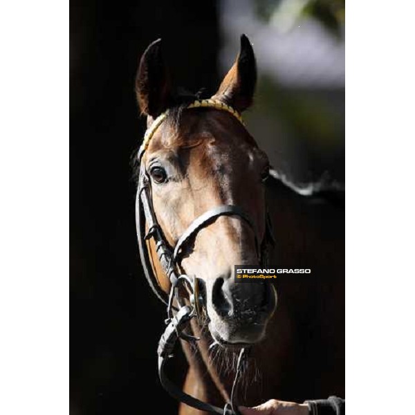 a close up for Sharstar after morning works at Borgo Andreina Merano Maia, 24th sept. 2009 ph. Stefano Grasso