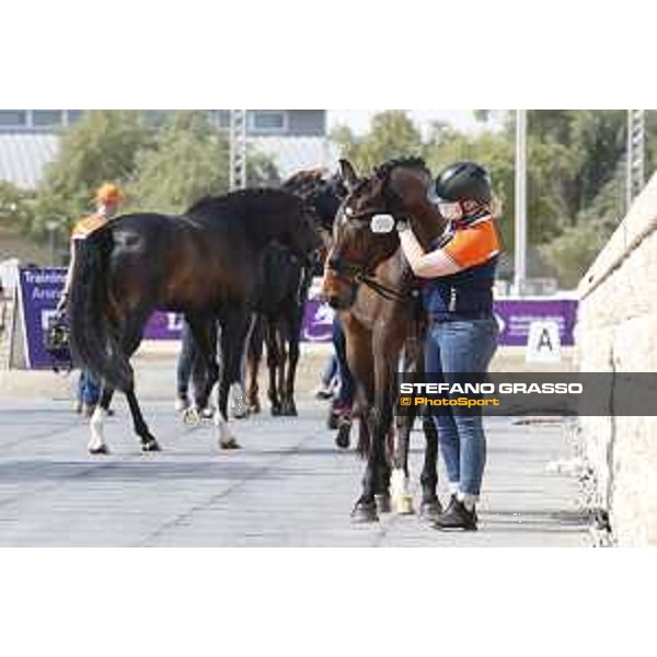 CHI of DOHA - vet check para-dressage - DOHA, Al Shaqab - 24 February 2021 - ph.Stefano Grasso/CHI Al Shaqab 2021