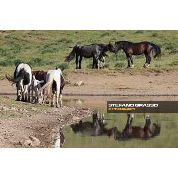 A day at Gran Sasso d’Italia Paint horses Campo Imperatore (AQ), 28 June 2021 Ph.Stefano Grasso