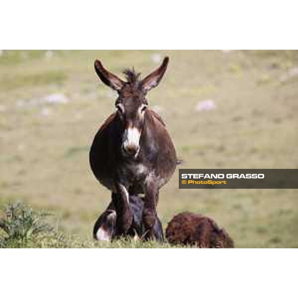 A day at Gran Sasso d’Italia Donkeys of Martina Franca Campo Imperatore (AQ), 28 June 2021 Ph.Stefano Grasso