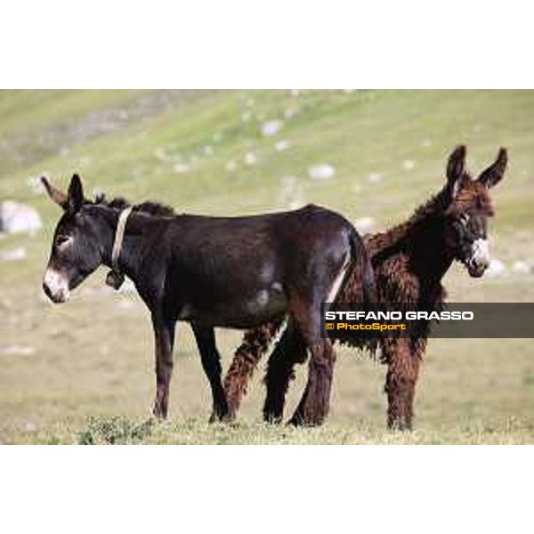 A day at Gran Sasso d’Italia Donkeys of Martina Franca Campo Imperatore (AQ), 28 June 2021 Ph.Stefano Grasso