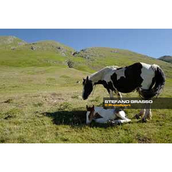 A day at Gran Sasso d’Italia Paint horses Campo Imperatore (AQ), 28 June 2021 Ph.Stefano Grasso