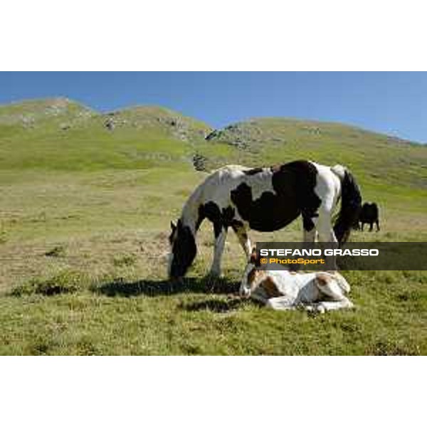 A day at Gran Sasso d’Italia Paint horses Campo Imperatore (AQ), 28 June 2021 Ph.Stefano Grasso