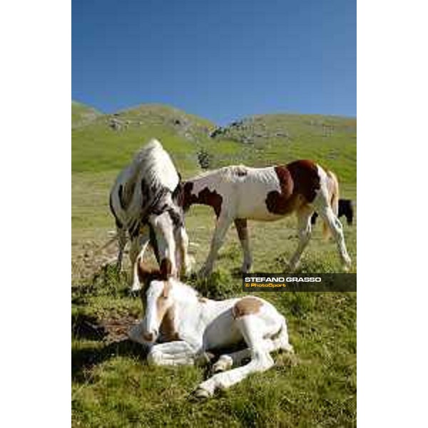 A day at Gran Sasso d’Italia Paint horses Campo Imperatore (AQ), 28 June 2021 Ph.Stefano Grasso