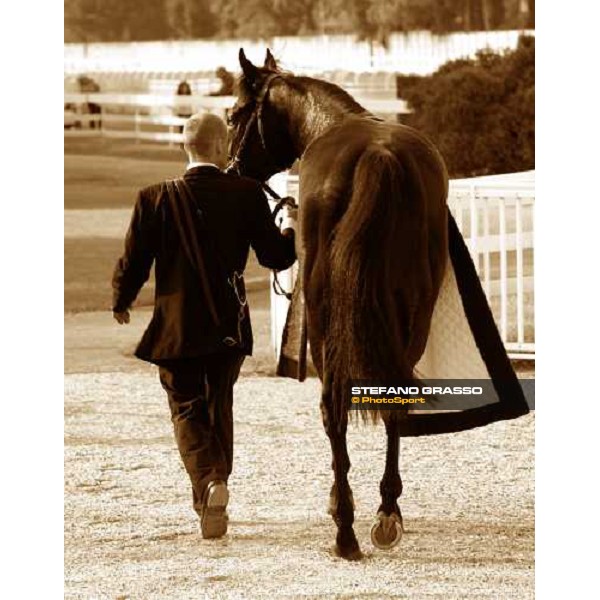 Hearts of Fire returns home after winning the Gran Criterium Milano San Siro, 11th oct. 2009 ph. Stefano Grasso