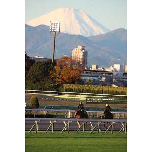 Japan Cup of Tokyo - - Tokyo, Fuchu racecourse - 24 November 2022 - ph.Stefano Grasso/Longines/Japan Cup morning track works at Fuchu racecourse - Simca Mille and Onesto - Fuji San