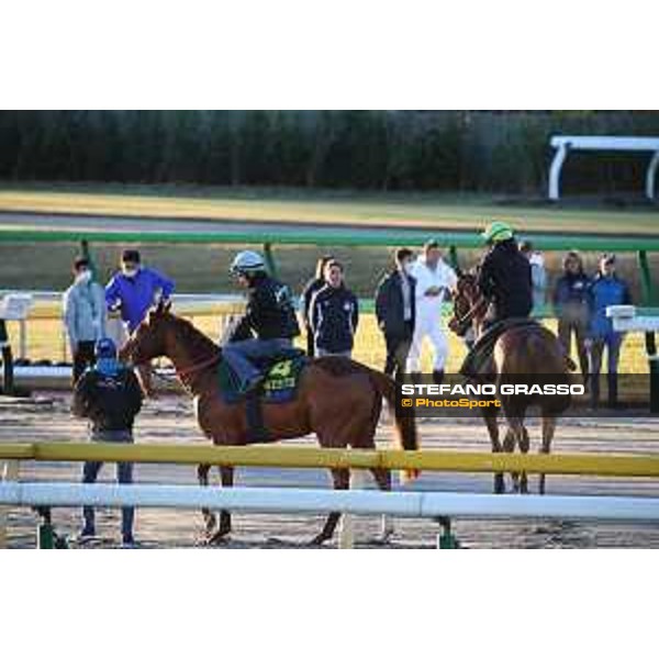 Japan Cup of Tokyo - - Tokyo, Fuchu racecourse - 24 November 2022 - ph.Stefano Grasso/Longines/Japan Cup morning track works at Fuchu racecourse - Grand Glory