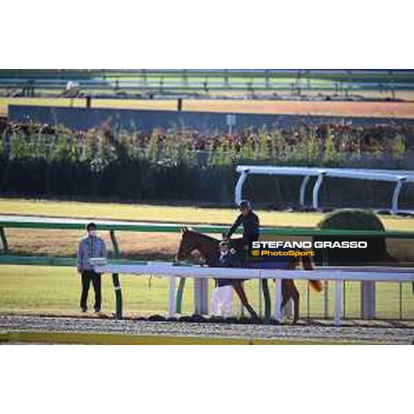 Japan Cup of Tokyo - - Tokyo, Fuchu racecourse - 24 November 2022 - ph.Stefano Grasso/Longines/Japan Cup morning track works at Fuchu racecourse - Tunnes