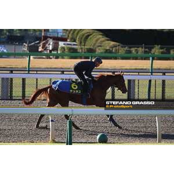Japan Cup of Tokyo - - Tokyo, Fuchu racecourse - 24 November 2022 - ph.Stefano Grasso/Longines/Japan Cup morning track works at Fuchu racecourse - Tunnes