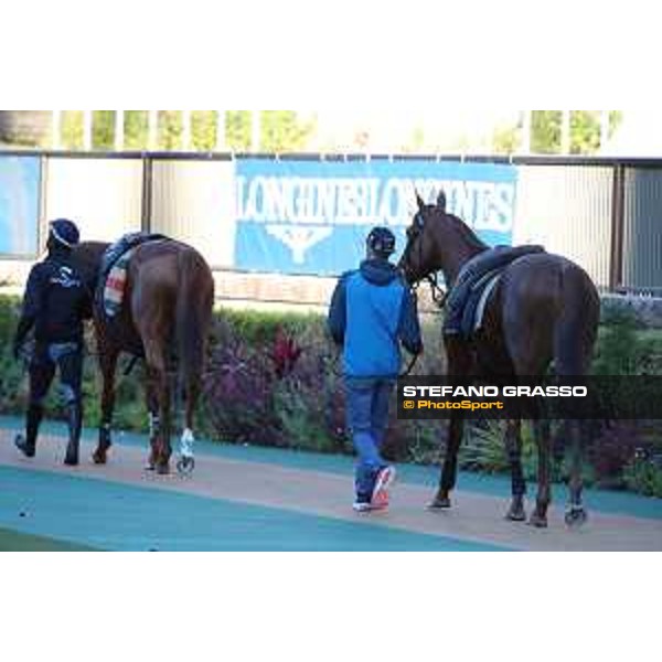 Japan Cup of Tokyo - - Tokyo, Fuchu racecourse - 25 November 2022 - ph.Stefano Grasso/Longines/Japan Cup morning track works - Simca Mille and Onesto